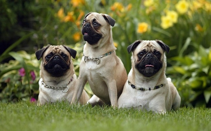 Pugs History and Behavior