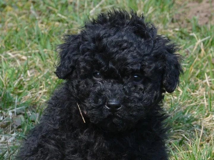 Puli Puppy