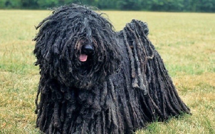 are puli dogs hypoallergenic