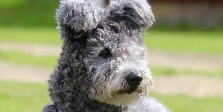 Pumi dog which is similar to Puli