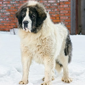 Pyrenean Mastiff which is similar to Romanian Mioritic Shepherd