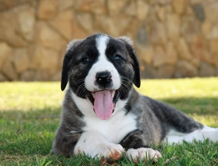 Rafeiro do Alentejo puppy cost