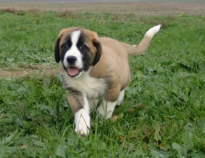 Rafeiro do Alentejo puppy cost