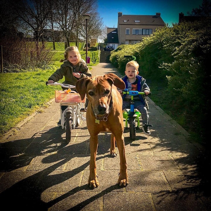 Rhodesian Ridgeback is child friendly