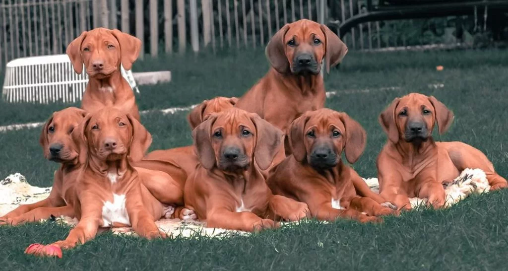 Rhodesian Ridgeback puppies cost