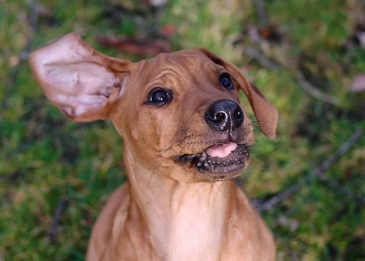 Rhodesian Ridgeback puppy cost