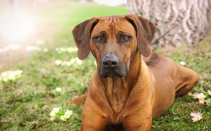 rhodesian ridgeback dog