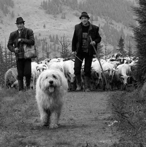 Romanian Mioritic Shepherd herding sheep