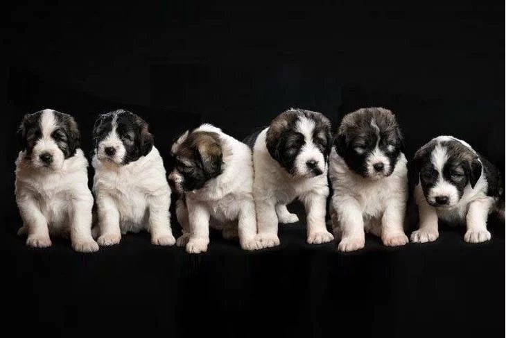 Romanian Mioritic Shepherd Puppies price