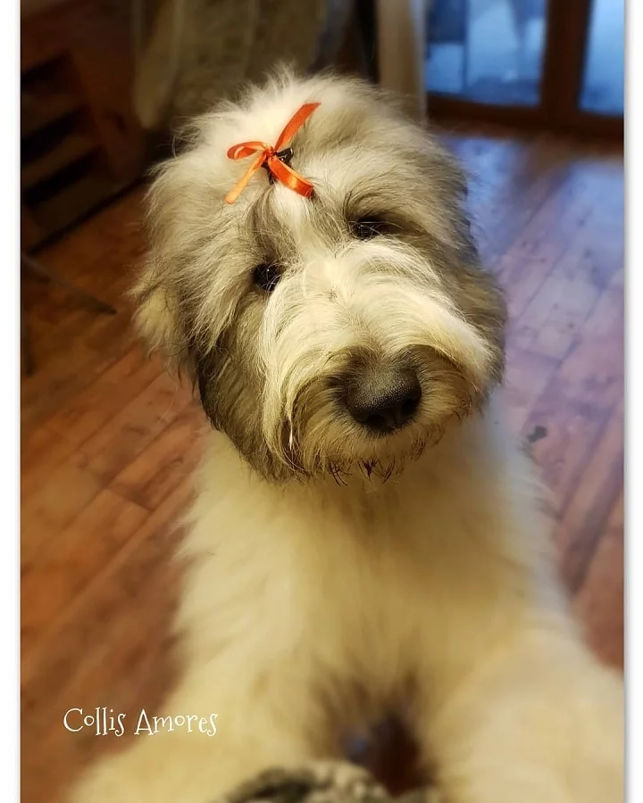 Romanian Mioritic Shepherd Puppy price