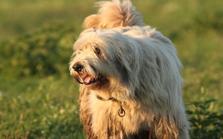 are romanian mioritic shepherds healthy