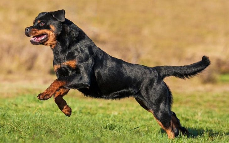 rottweiler hunting dog