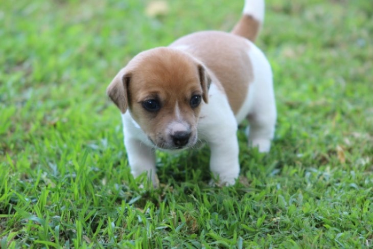 Russel Terrier Puppies Are Quite Playful