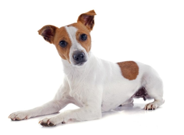 Russel Terrier Is Originated In England