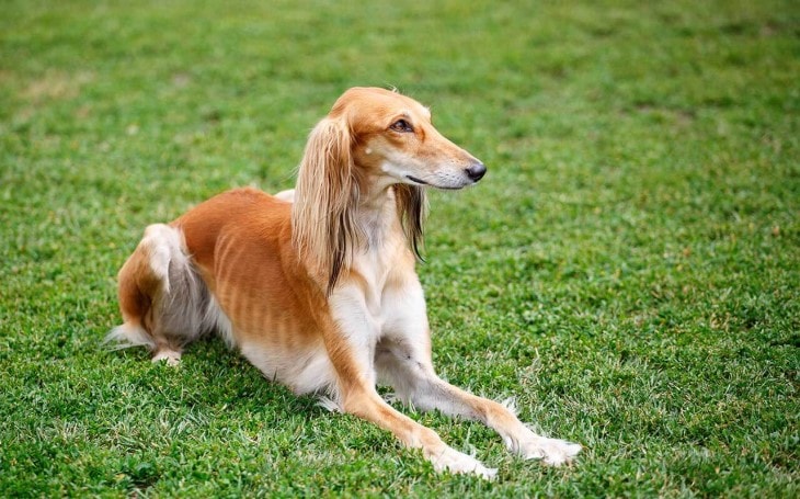 Saluki Is A Slim Dog Breed