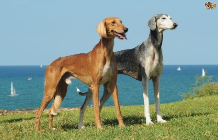 Saluki Dogs Are Well Known For Their beautiful Body