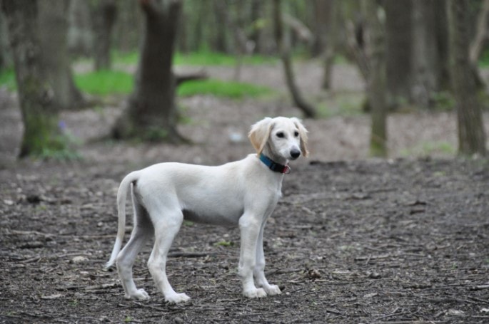 how many puppies can saluki give birth to