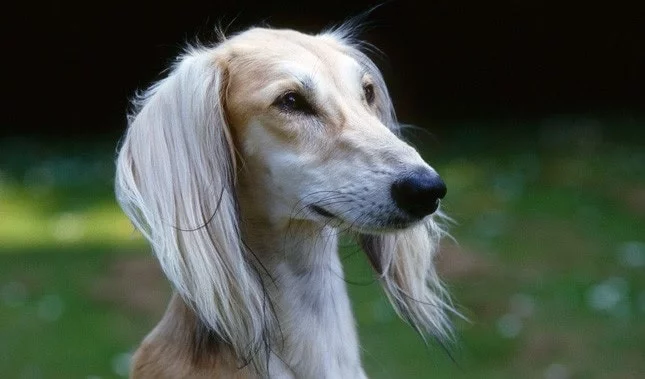 Saluki dog which is similar to Sloughi
