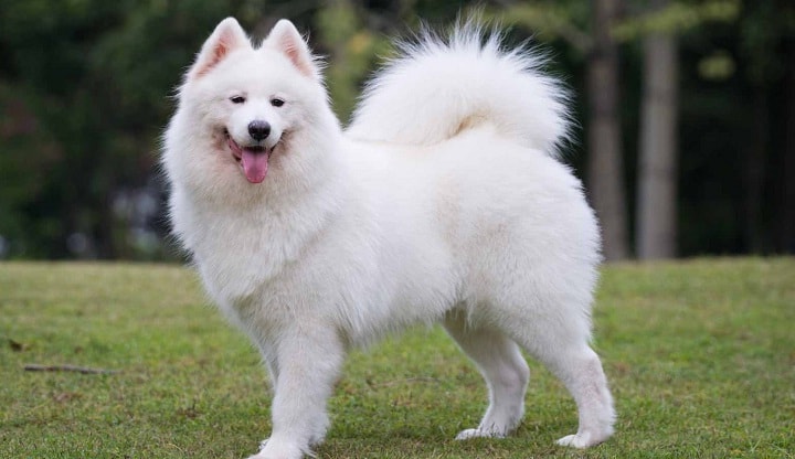 Samoyed which is similar to Siberian Husky