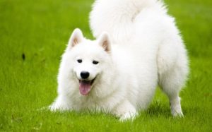 Samoyed Are Extremely Graceful Dog Breed