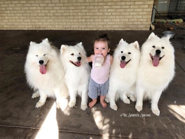 Samoyed Dogs  Standing With Child