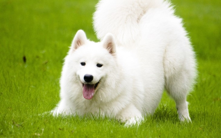 samoyed dog dogs breed