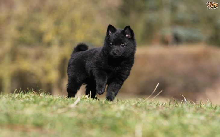 Schipperke Is A Independent Dog Breed