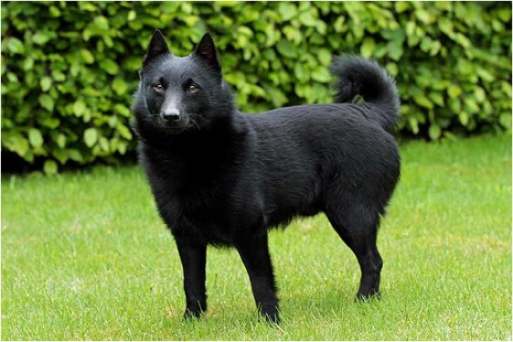 Schipperke Belongs To Belgium