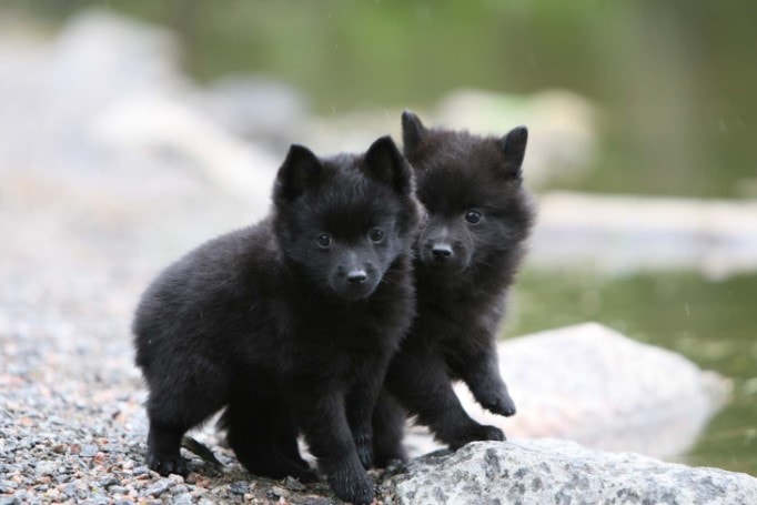 Schipperke Puppies Are Lively