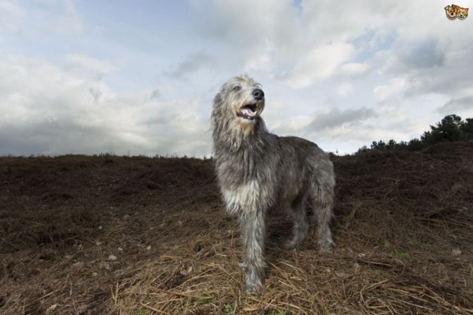 Scottish Deerhound Are Second Tallest Breed