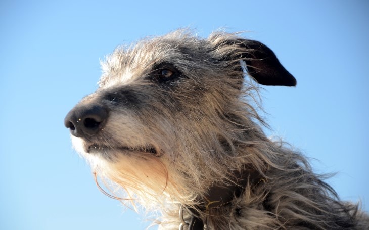 are deerhound aggressive