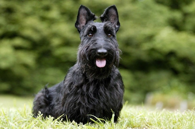 Scottish Terrier which is similar to Skye Terrier