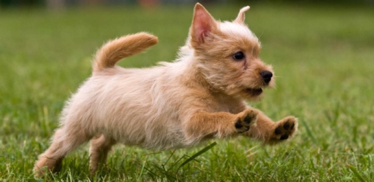 Scottish Puppy Are Very Playful