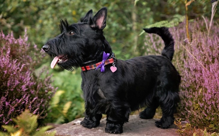 Scottish Terrier Are Independent Dog Breed