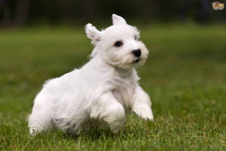 Sealyham Terrier Puppies Are Quite Active