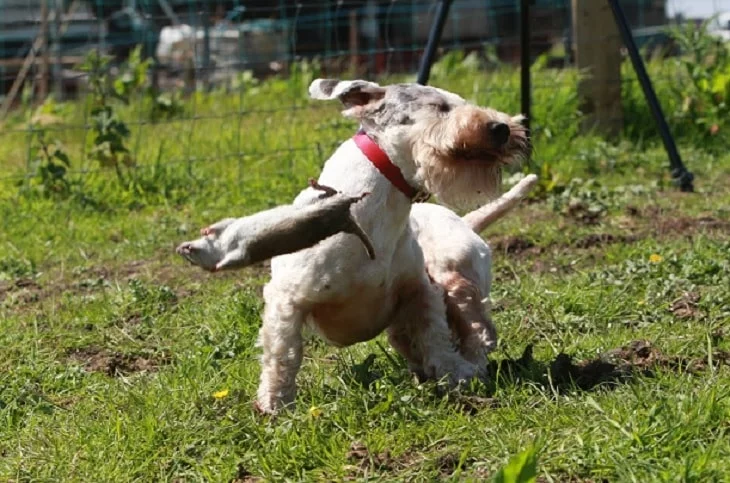 Sealyham Terrier Are Aggressive With Other Animals