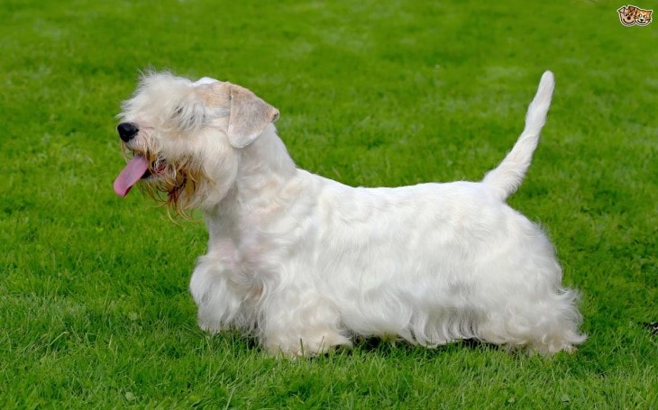 Sealyham Is Lively Breeds