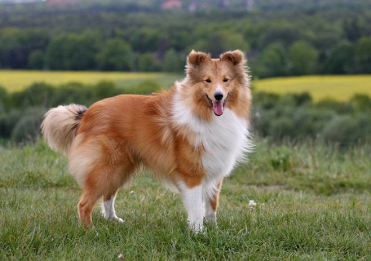 Shetland sheepdog Are Loyal