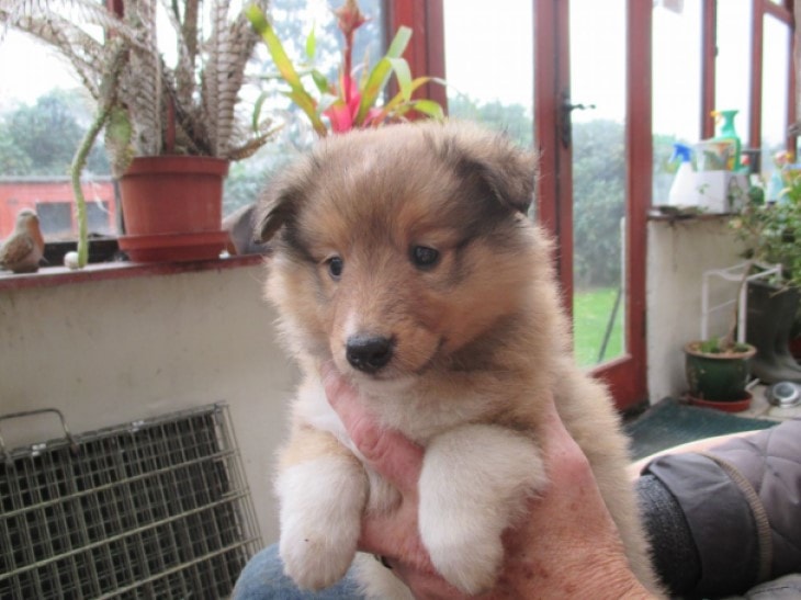 Shetland Sheepdogs Are Child -Friendly