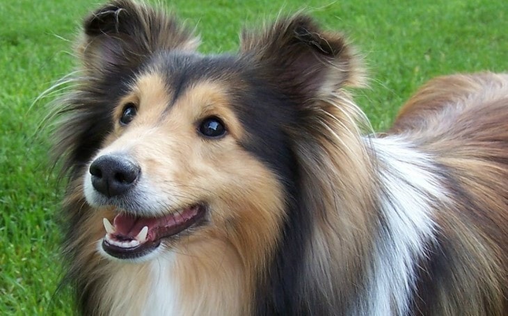 Shetland Sheepdog Are Very Active