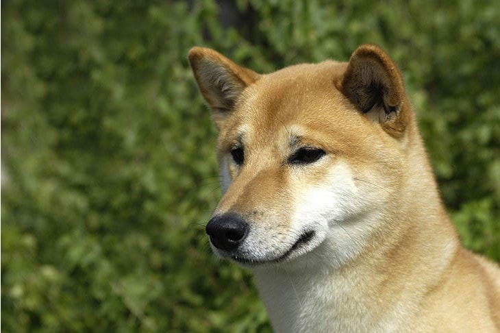 Shiba Inu Was Originally Bred To Flush Game