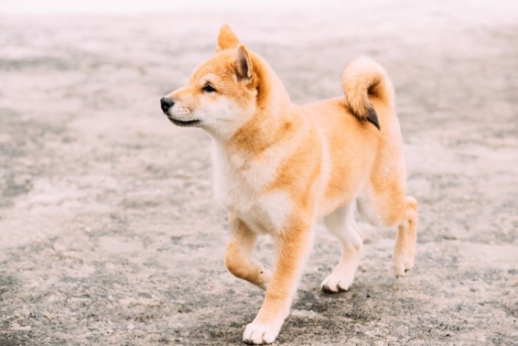 Shiba Inu Are Quite Intelligent