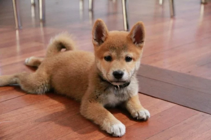 Shiba Inu Can Be Aggressive With Other Dogs