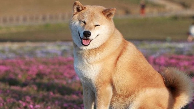 Shiba Inu which is similar to Shikoku dog