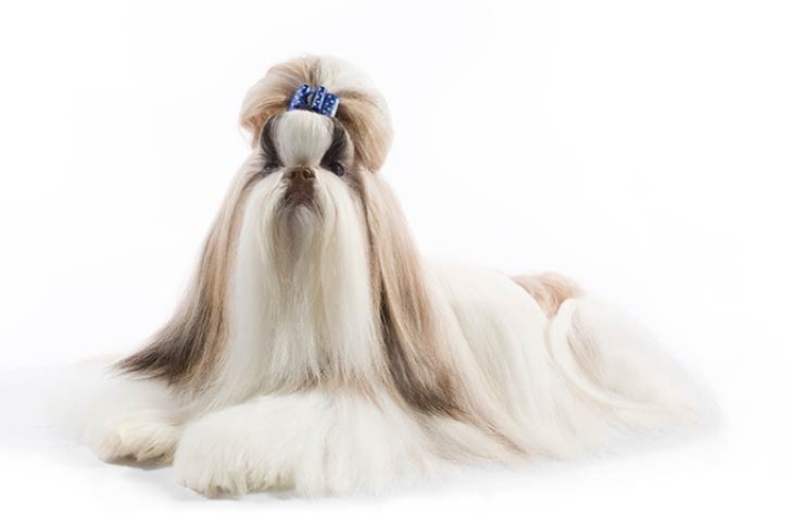 Shih Tzu Are Very Attractive