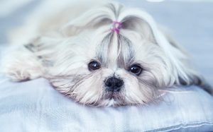 A Shih Tzu posing.