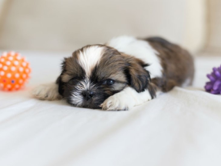 Shih Tzu Puppy Sleeping