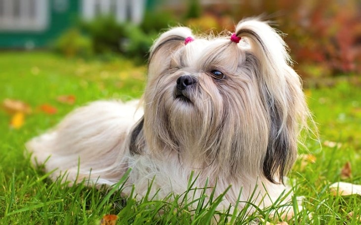 Shih Tzu Has A Sweet Expression