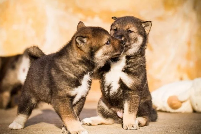 Shikoku Puppies cost