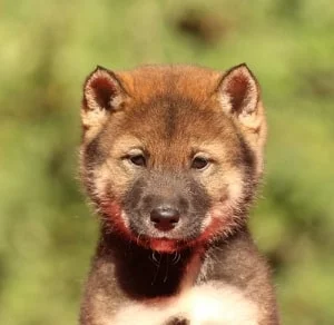 Shikoku Puppy cost